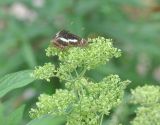 Patrinia monandra. Верхушка плодоносящего растения с бабочкой рода Athyma (A. jina или A. selenophora). Южный Китай, провинция Хунань, парк Zhangjiajie National Forest Park, заросшая кустарником и травой долина ручья. 6 октября 2017 г.