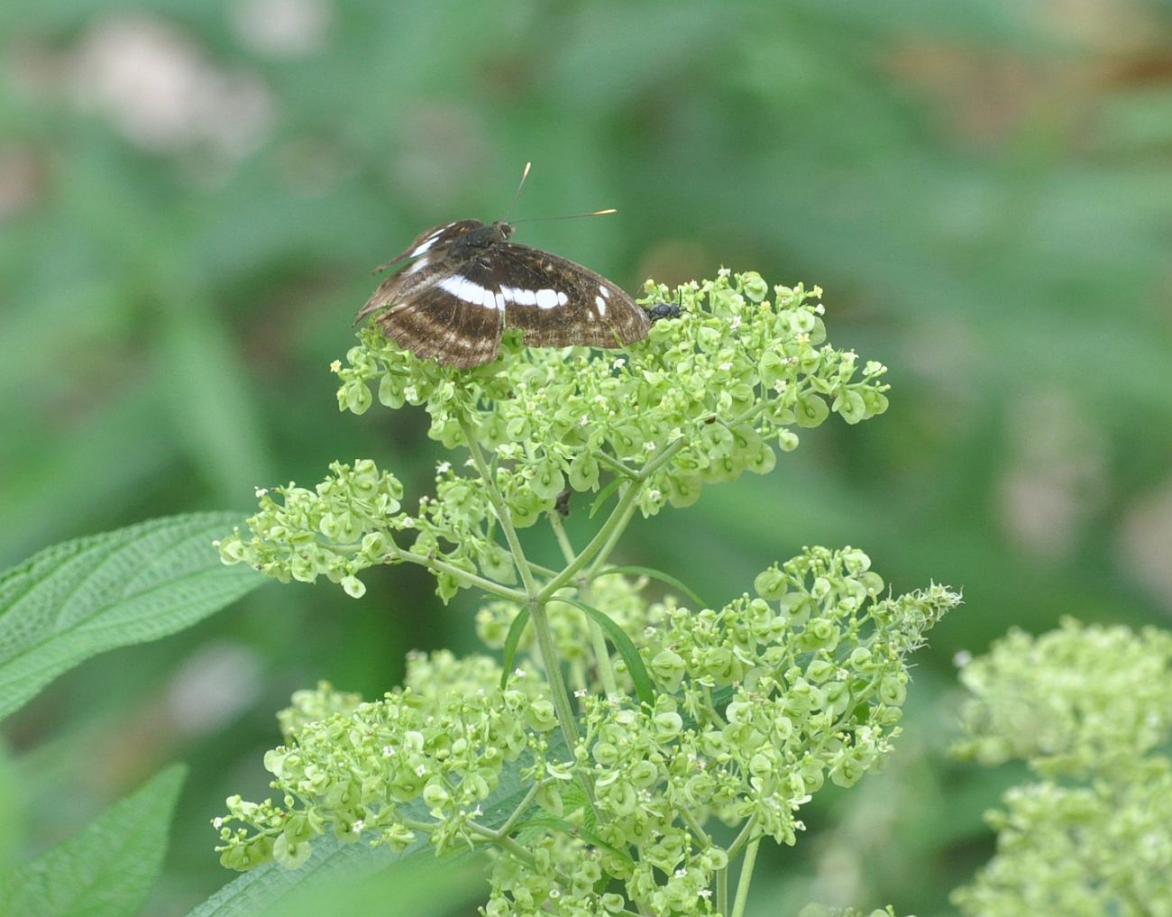 Image of Patrinia monandra specimen.