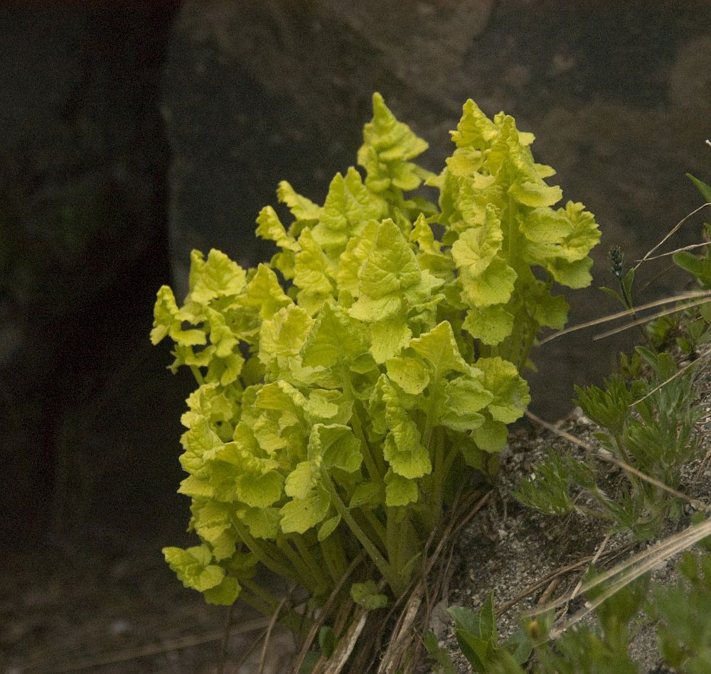Image of Senecio taraxacifolius specimen.