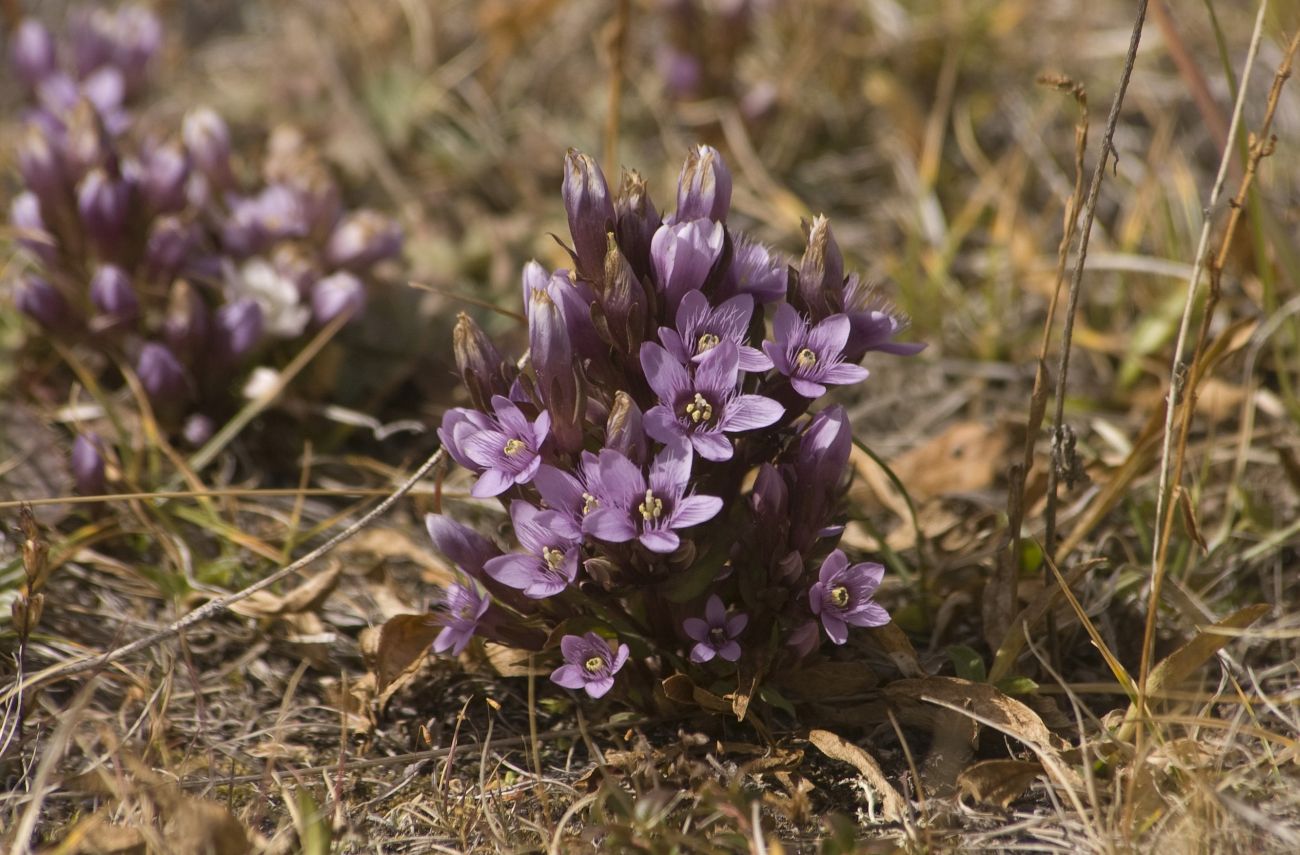 Image of Gentianella caucasea specimen.