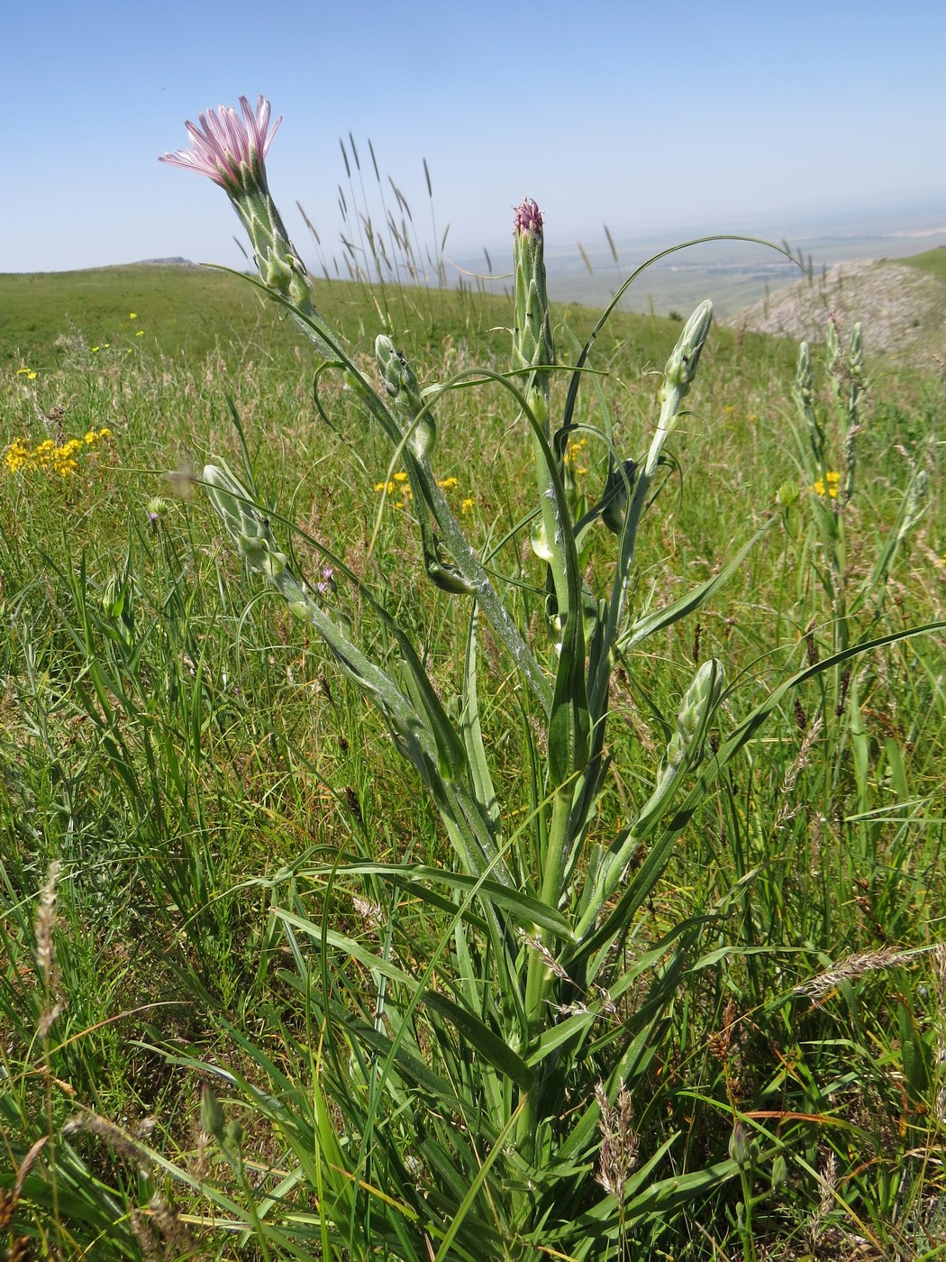 Image of Scorzonera tragopogonoides specimen.