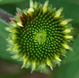 Image of taxon representative. Author is Тамара Риб
