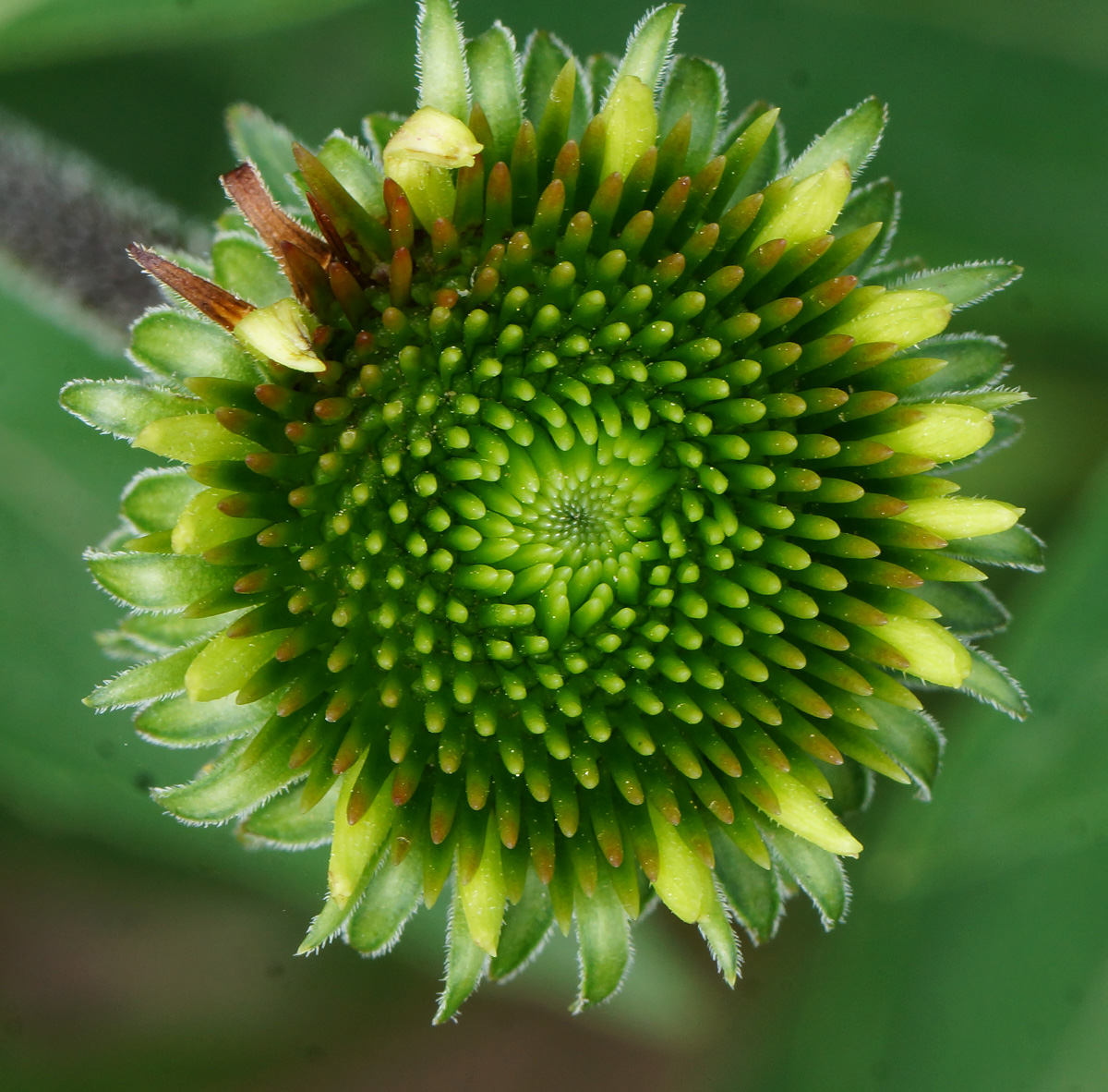 Image of Echinacea purpurea specimen.