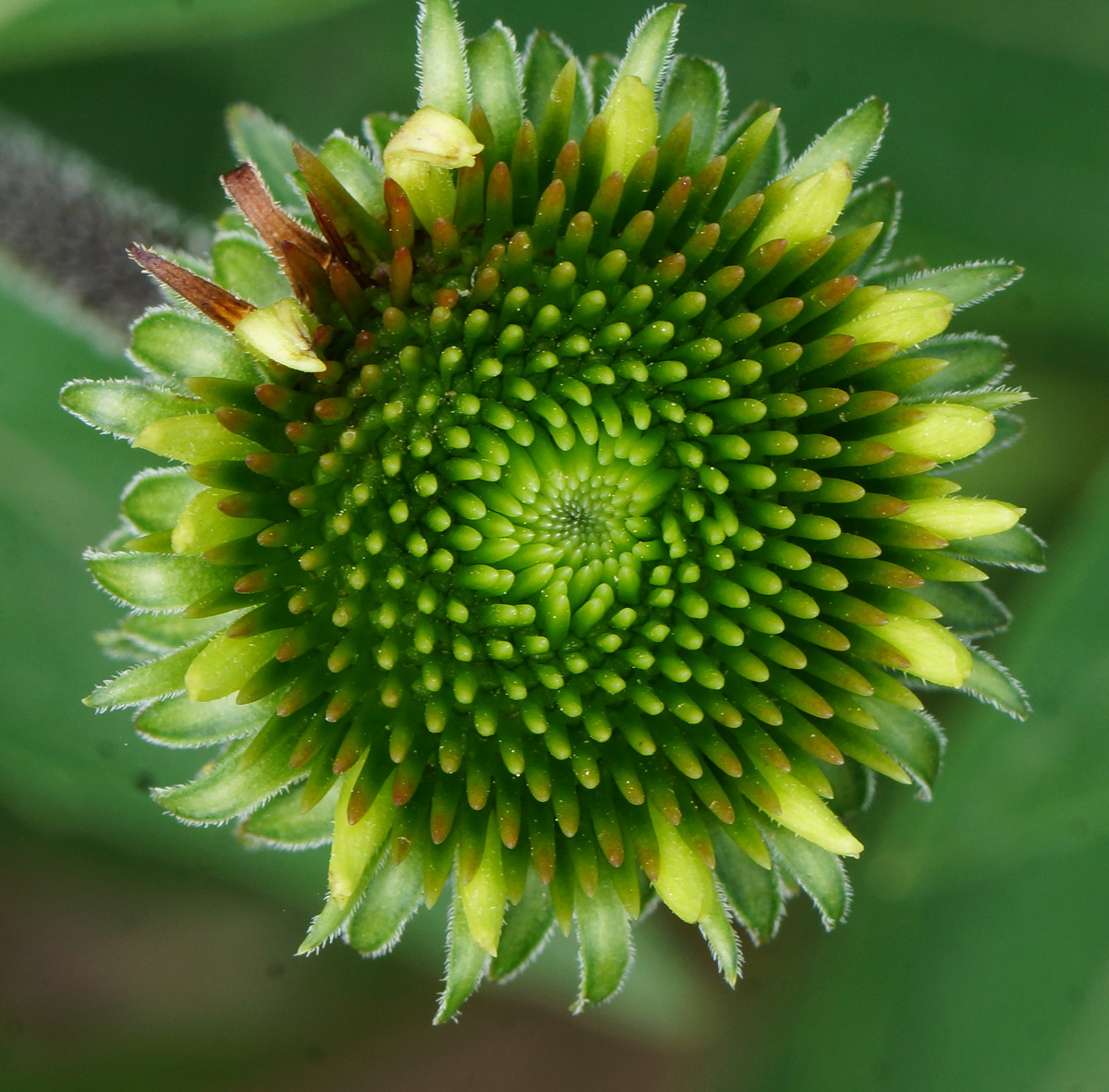 Изображение особи Echinacea purpurea.