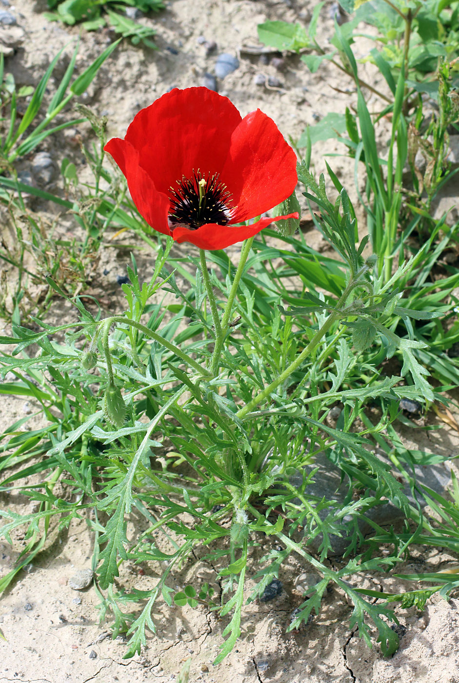 Image of Roemeria refracta specimen.