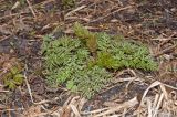 Chaerophyllum prescottii