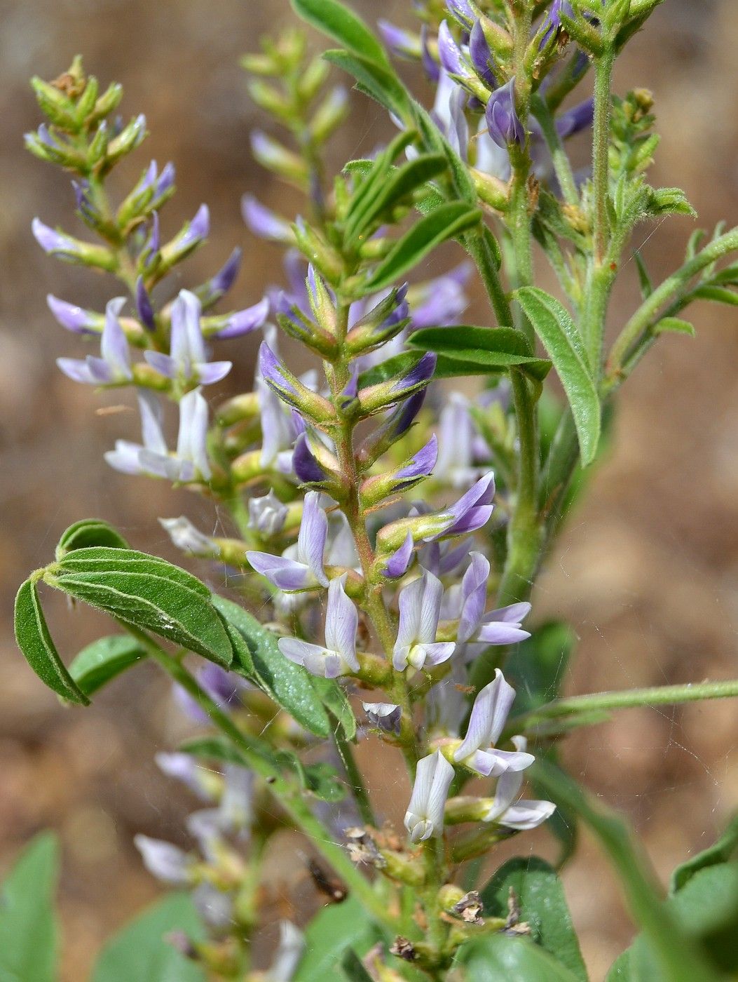 Image of Glycyrrhiza glabra specimen.