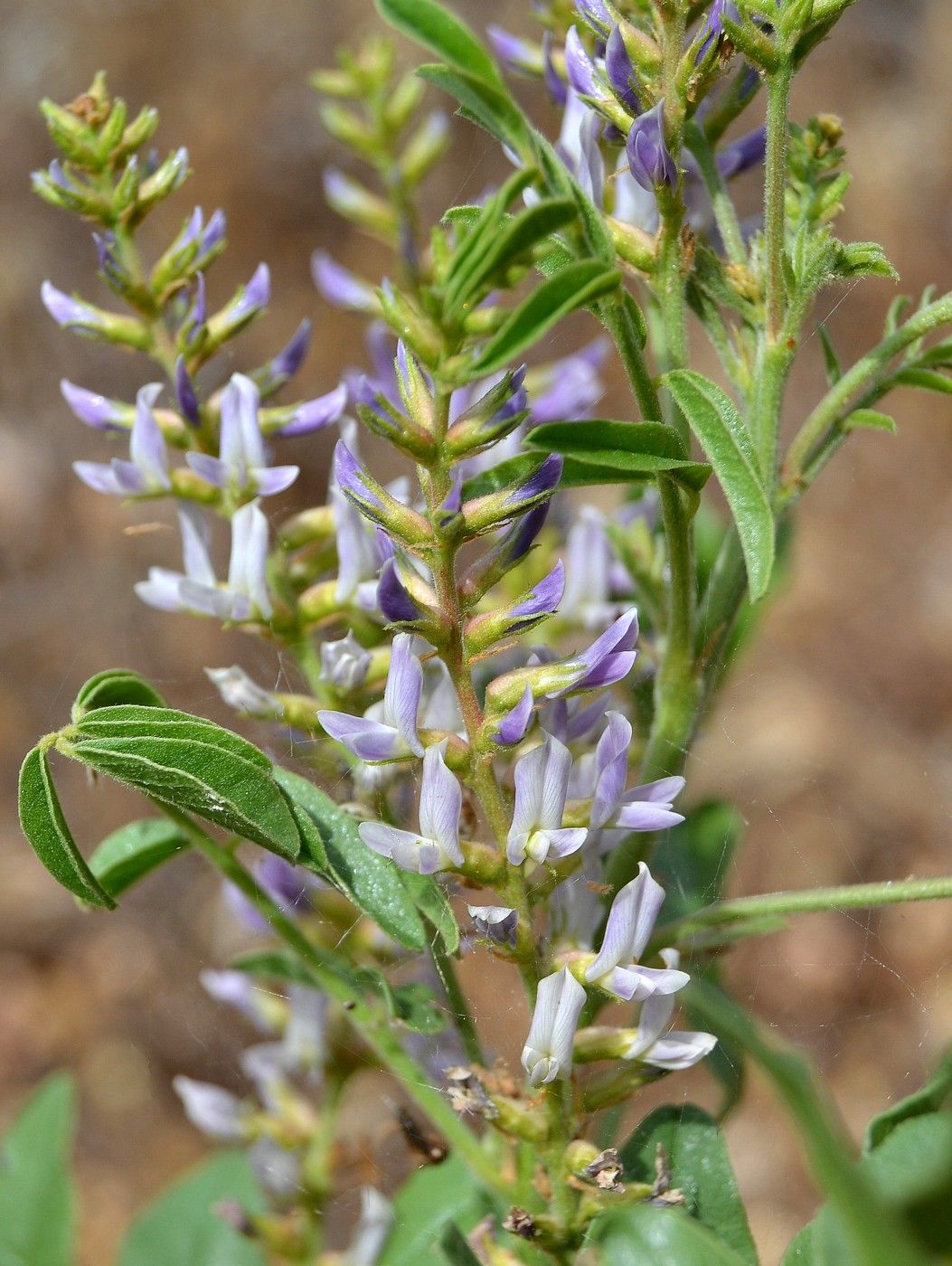 Изображение особи Glycyrrhiza glabra.