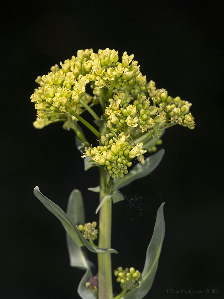 Изображение особи Isatis campestris.