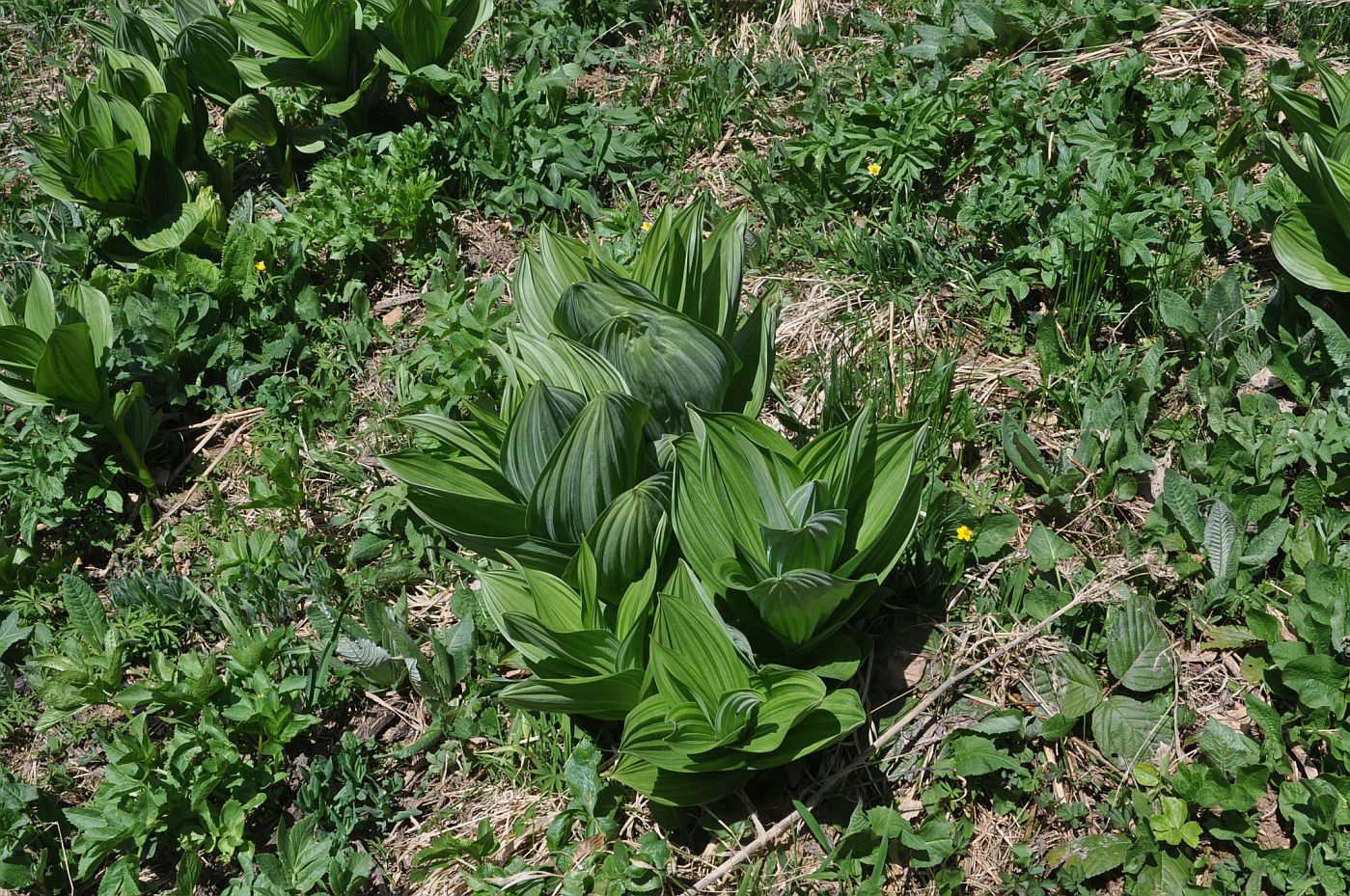 Изображение особи Veratrum lobelianum.