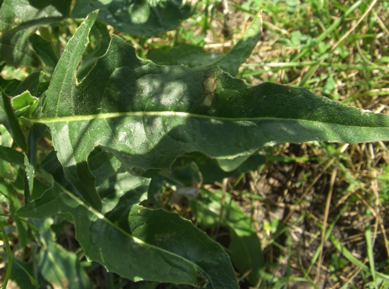 Image of Bunias orientalis specimen.