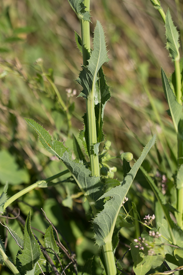 Изображение особи Sonchus arvensis.