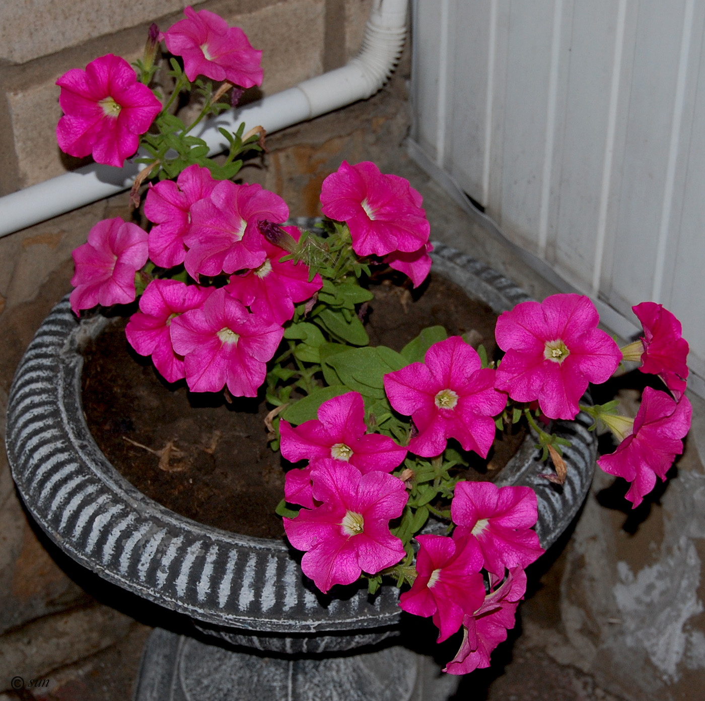 Image of Petunia &times; hybrida specimen.