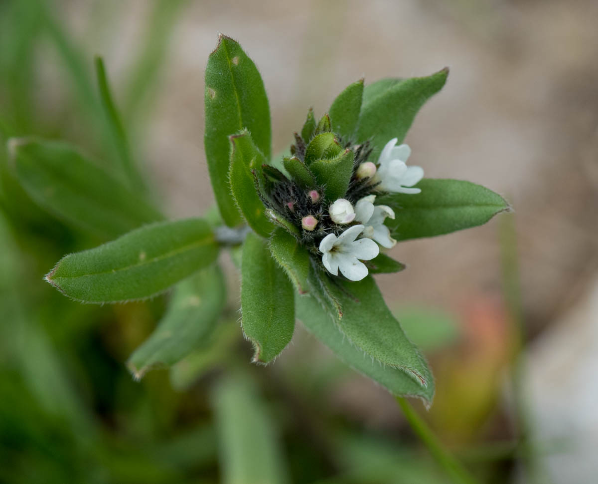 Image of Buglossoides arvensis specimen.