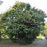 Heptacodium miconioides