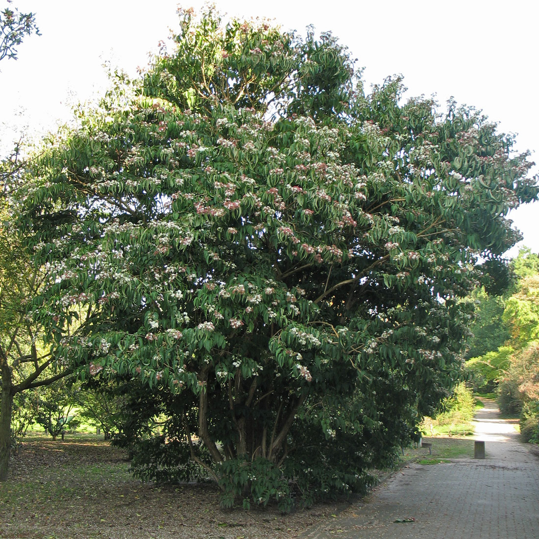 Изображение особи Heptacodium miconioides.