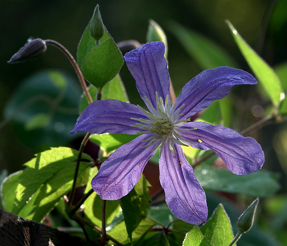 Image of Clematis &times; jackmanii specimen.