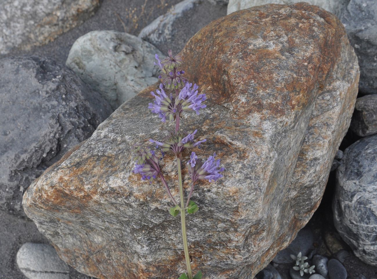 Изображение особи Salvia verticillata.