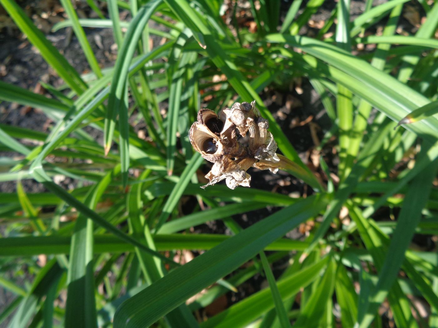 Image of Hemerocallis × hybrida specimen.