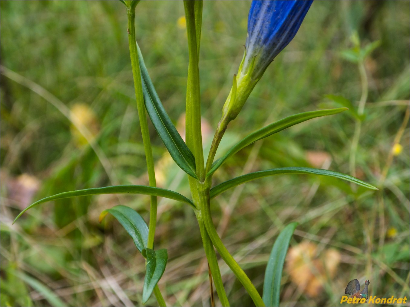 Image of Gentiana pneumonanthe specimen.