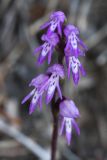 Neottianthe cucullata