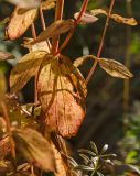 Hypericum maculatum. Часть веточки в осенней окраске. Пермский край, пос. Юго-Камский, обочина дороги. 16 сентября 2018 г.