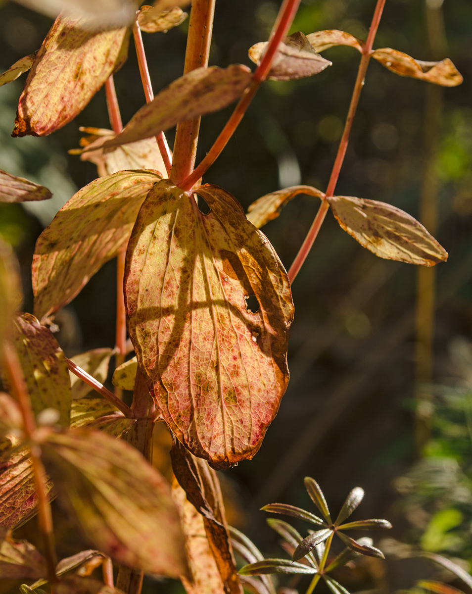 Image of Hypericum maculatum specimen.