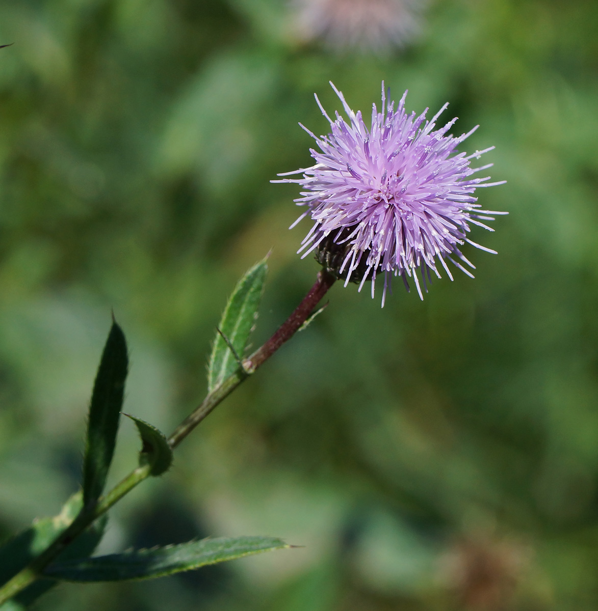 Изображение особи Cirsium setosum.