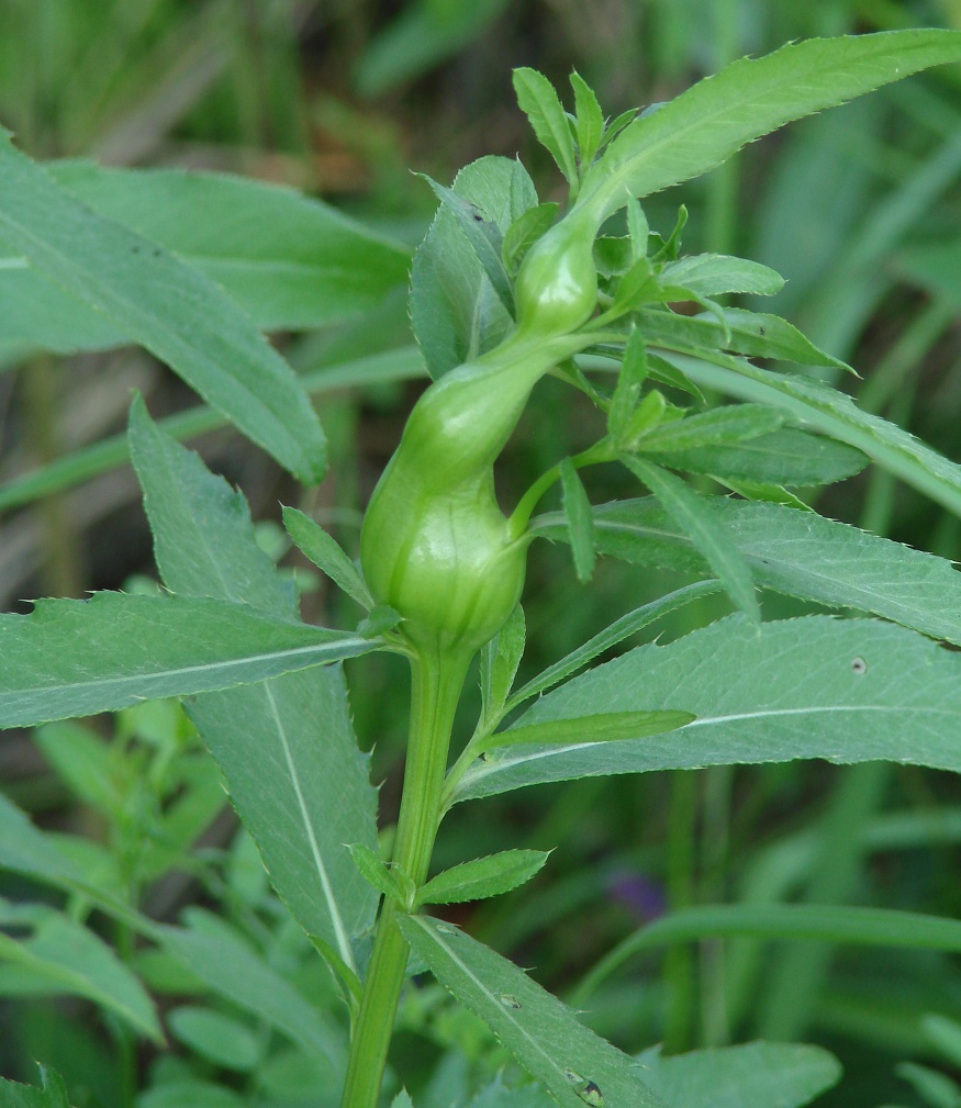 Image of Cirsium setosum specimen.