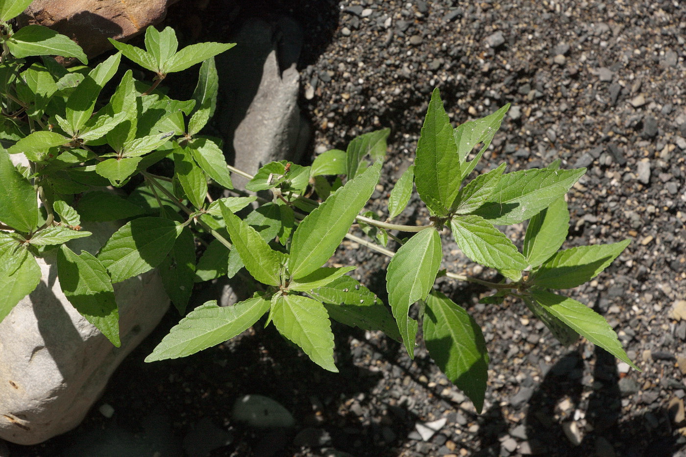 Изображение особи Acalypha australis.