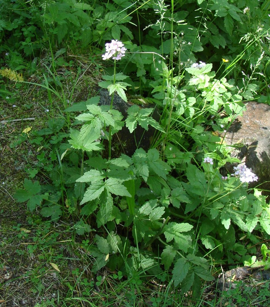 Изображение особи Cardamine macrophylla.