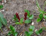 Salix turczaninowii