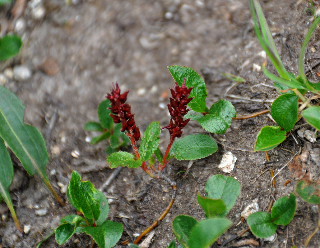 Изображение особи Salix turczaninowii.