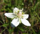 Parnassia palustris. Цветок. Магаданская обл., окр. г. Магадан, ост. \"Аммональная\", увлажненный участок на пологом склоне. 19.08.2015.