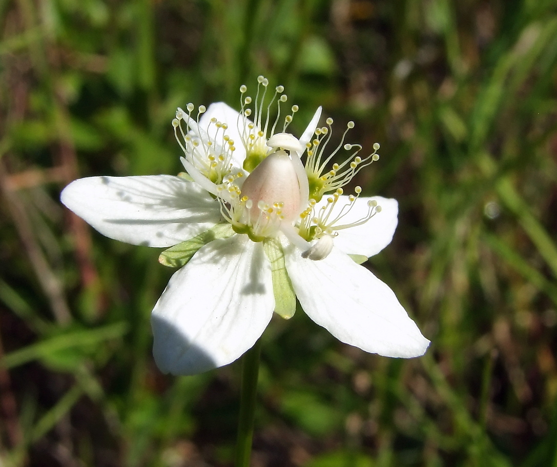 Изображение особи Parnassia palustris.