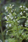 Cardamine amara
