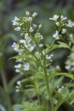 Cardamine amara. Верхушка цветущего побега. Костромская обл., Судиславский р-н, окр. дер. Антипино, пойма р. Кохталка. 25.05.2018.