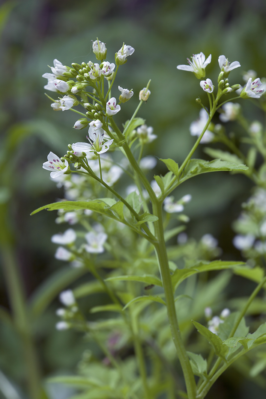 Изображение особи Cardamine amara.