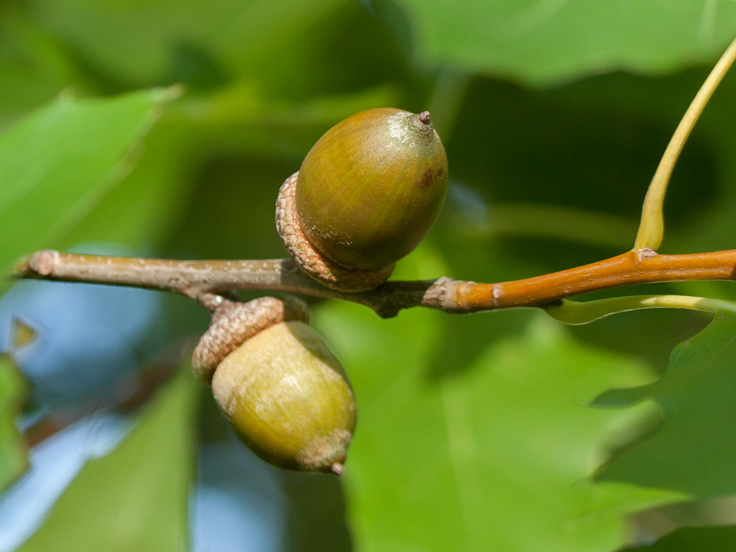 Image of Quercus rubra specimen.