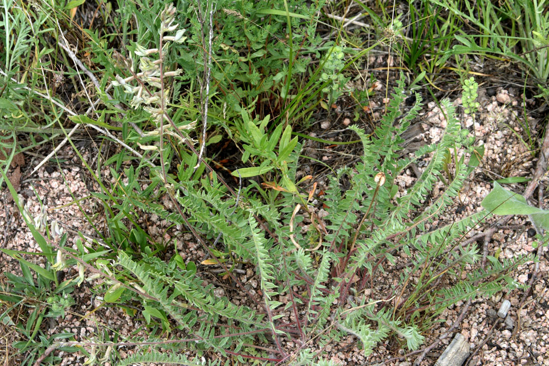 Image of Oxytropis ornata specimen.