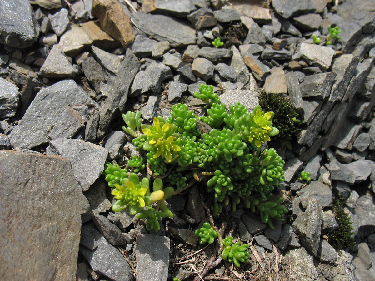 Image of Sedum alpestre specimen.