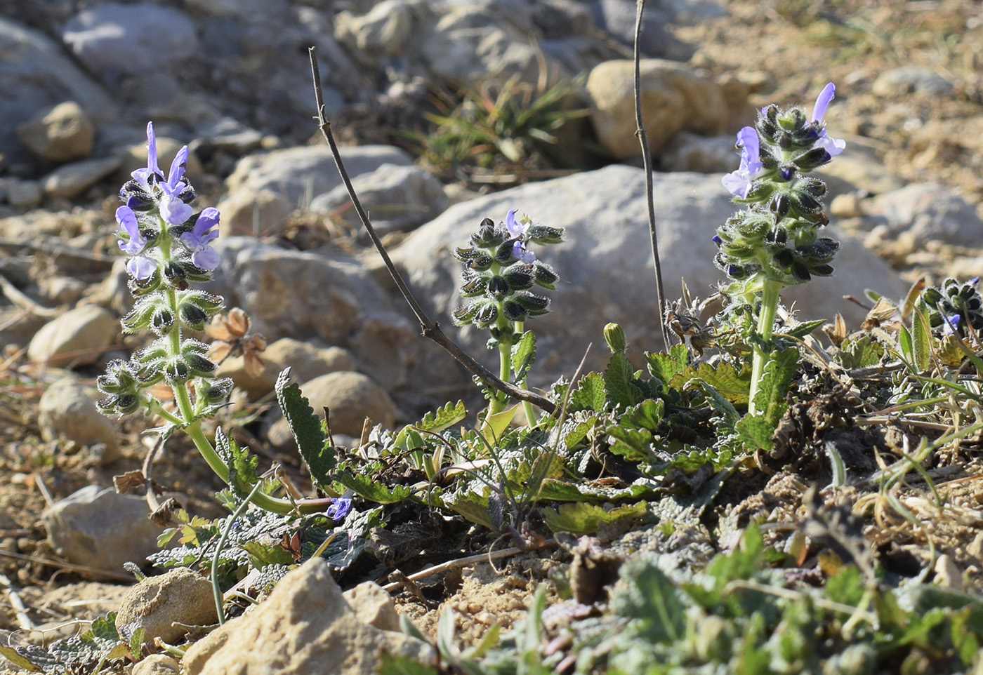 Image of Salvia verbenaca specimen.