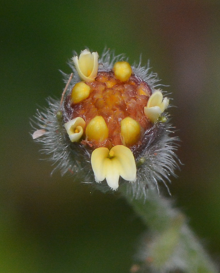 Image of Tridax procumbens specimen.