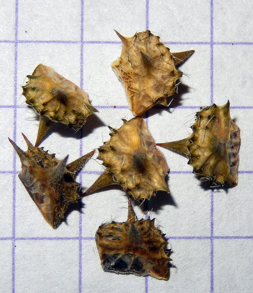 Image of Tribulus terrestris specimen.