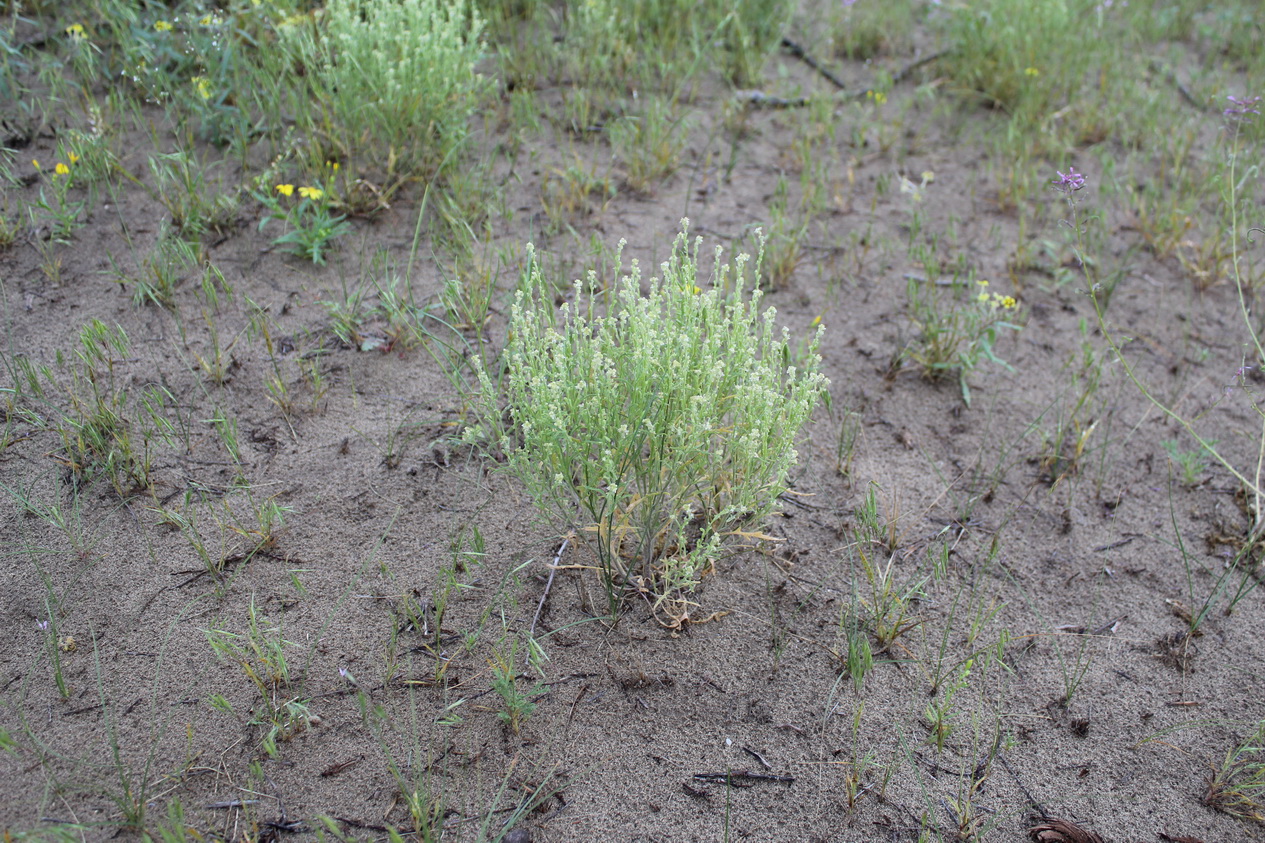 Image of Tetracme recurvata specimen.