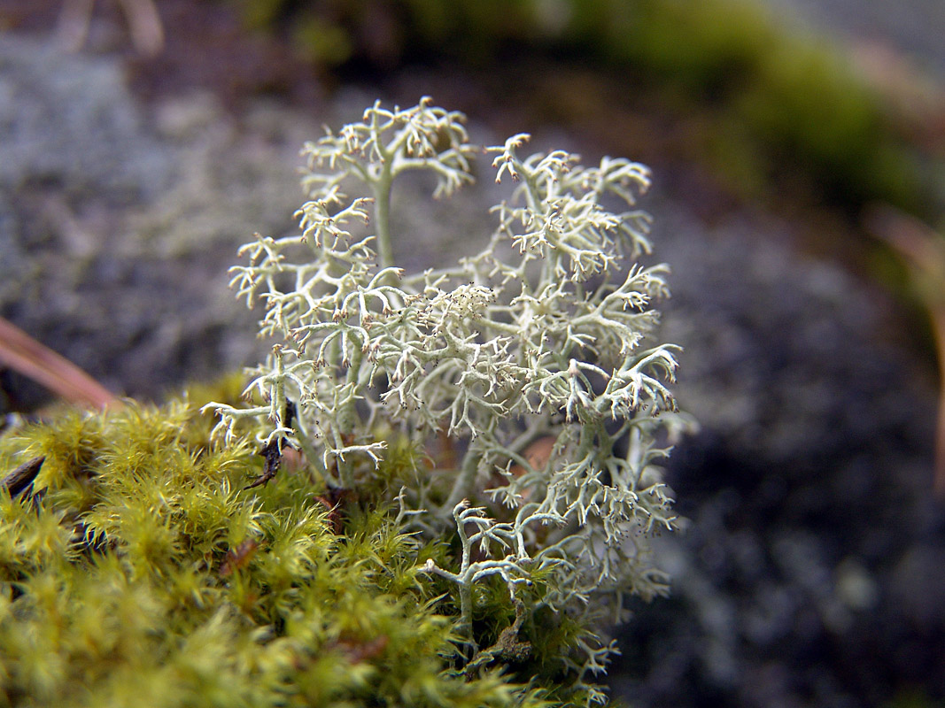 Изображение особи Cladonia rangiferina.