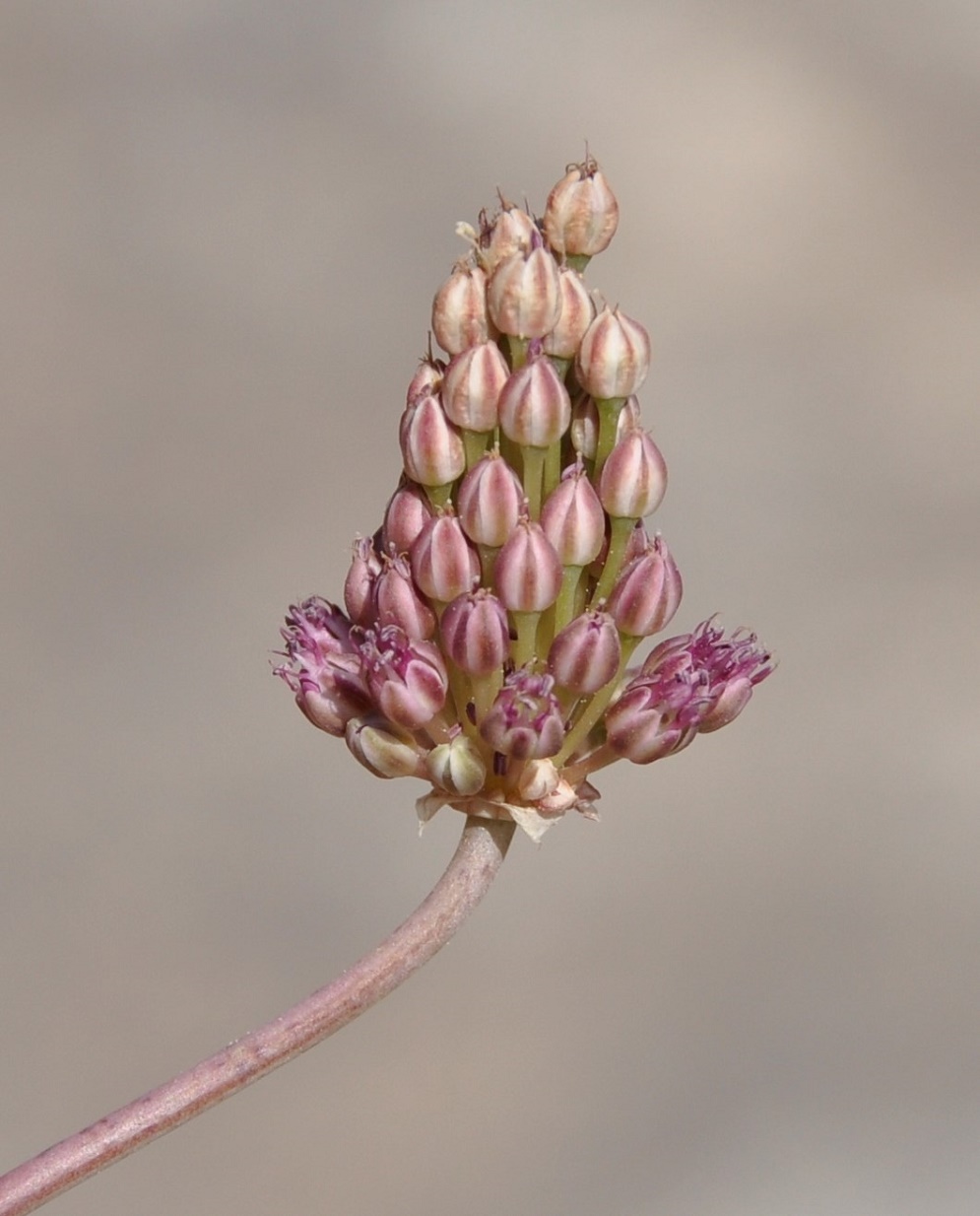 Image of Allium curtum specimen.
