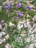 Campanula taurica. Цветущее растение. Крым, верхнее плато Чатырдага. 4 июля 2010 г.
