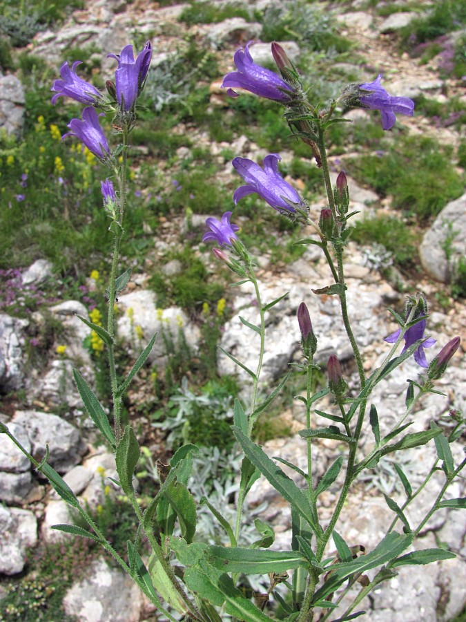 Image of Campanula taurica specimen.