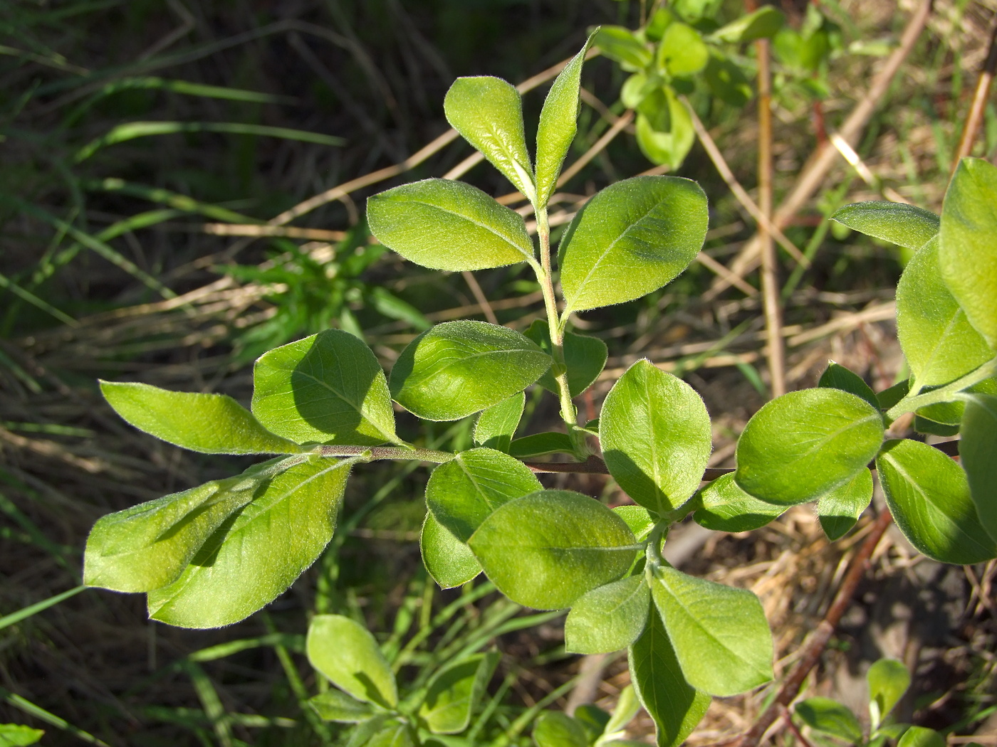 Изображение особи Salix abscondita.